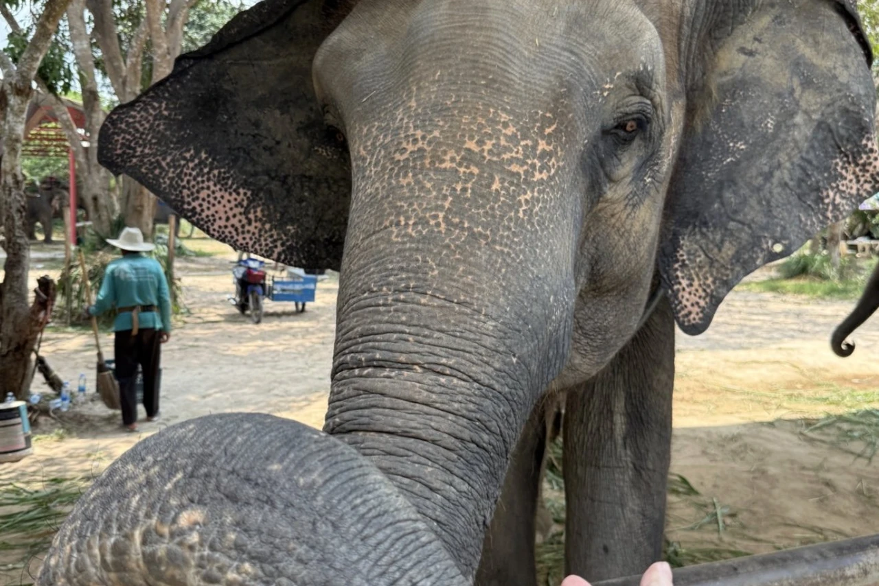 A hand reaching out to an elephant at a sanctuary